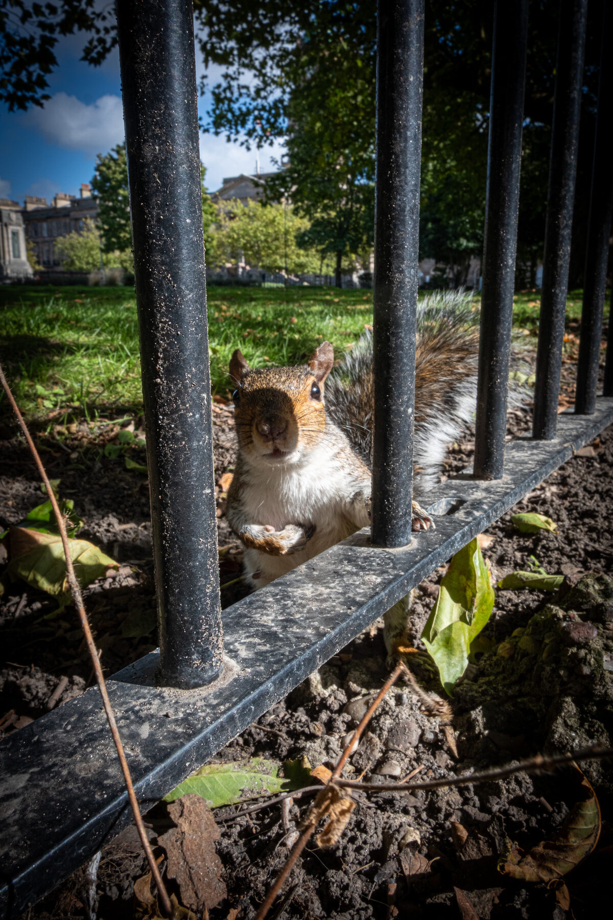 A grey squirrel between iron railings