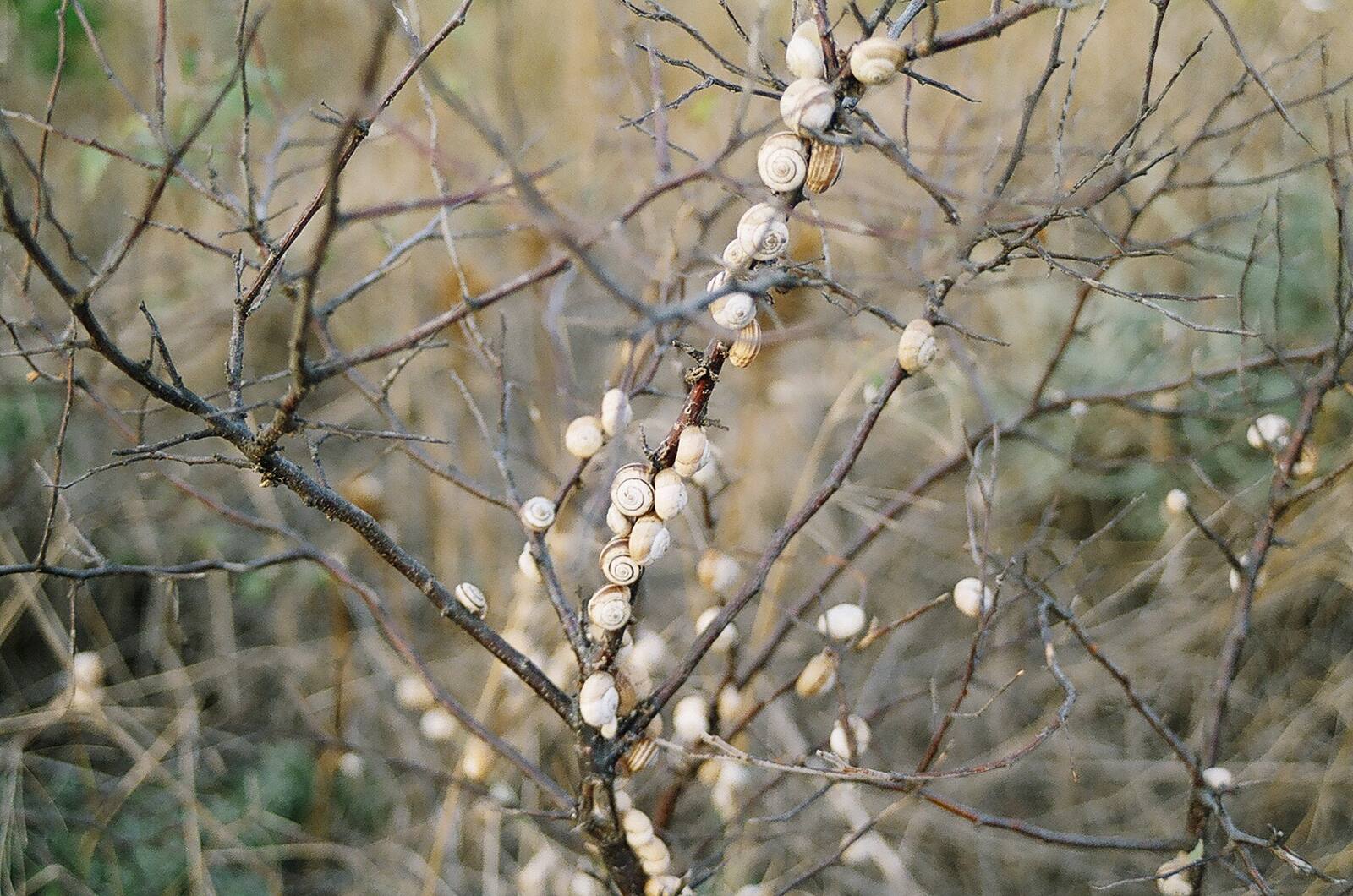 охлювите · the snails