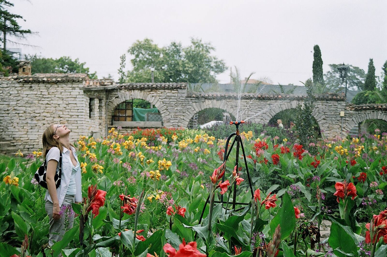 A visitor among red canna flowers at Balchik
