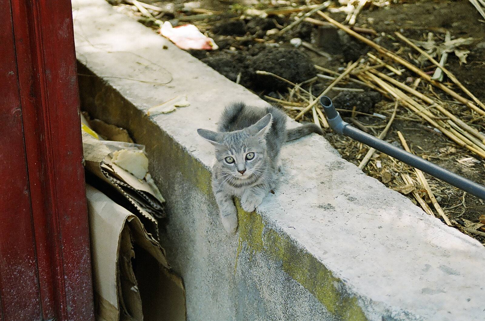 котката