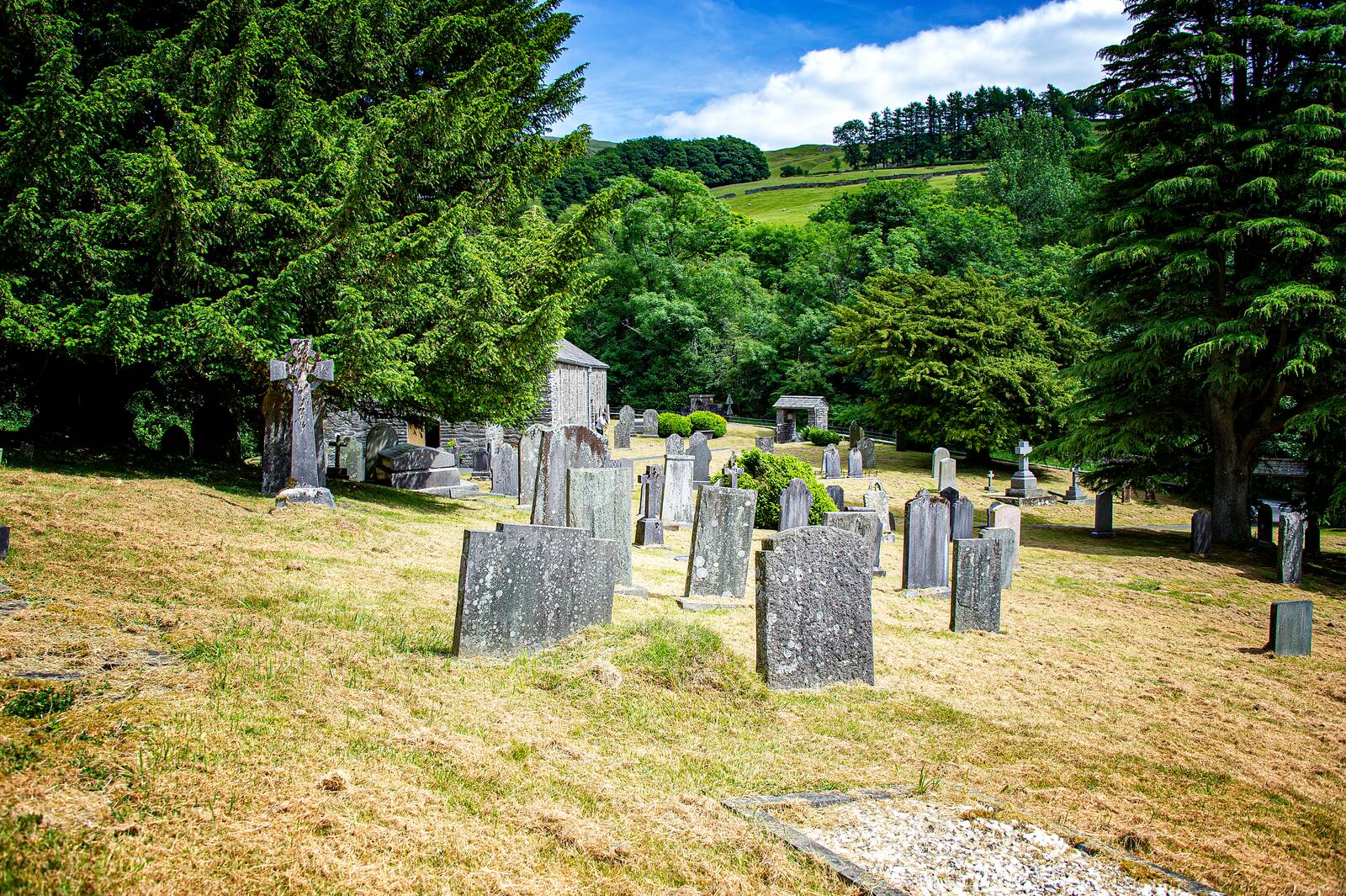 Gravestones under a great cedar