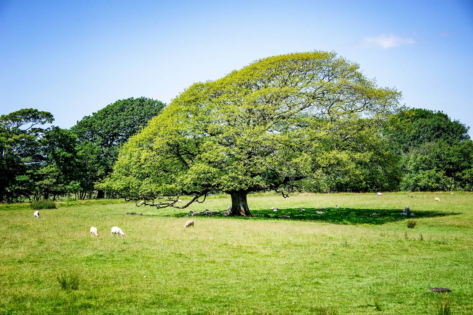 A great sycamore over grazing sheep