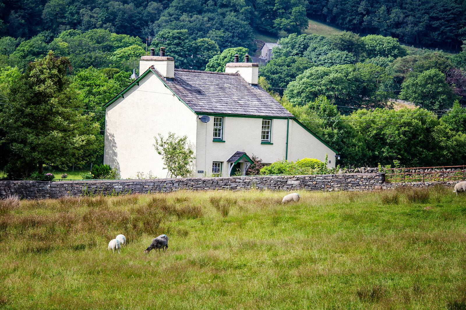White farmhouse with sheep