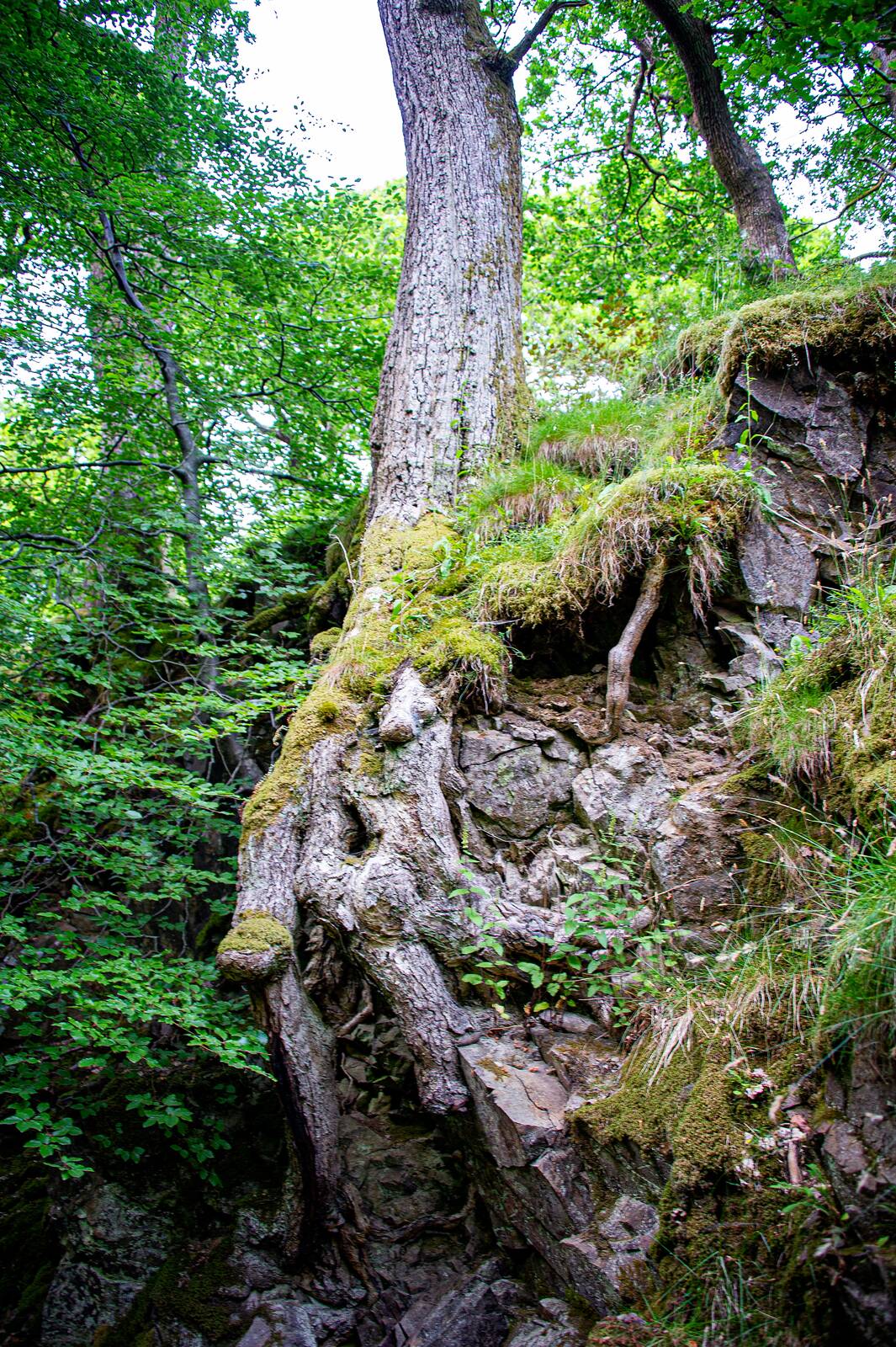 Mossy crag on the gorge edge