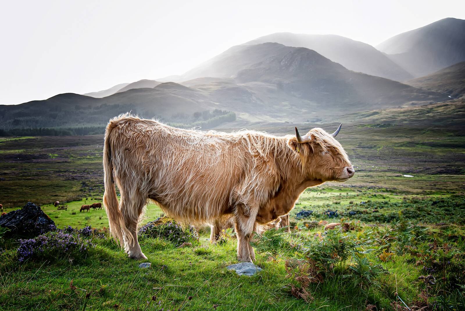 A Highland cow in golden light