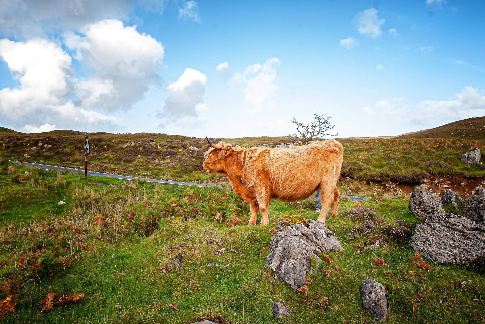 Highland cow among rocks