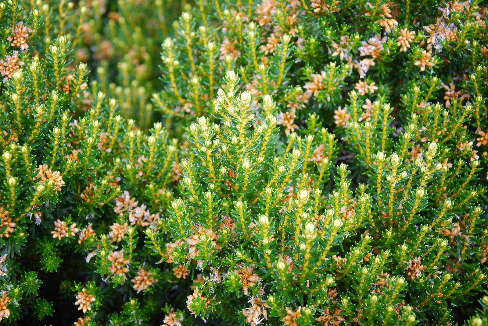 fraoch — heather