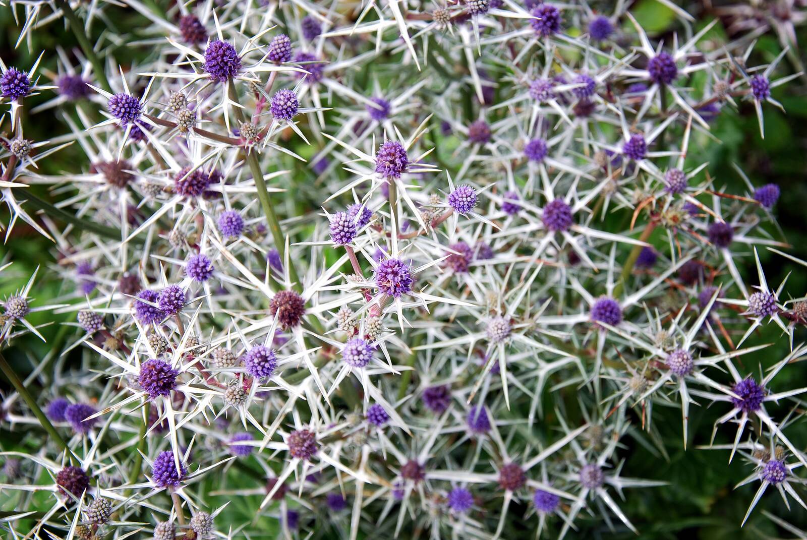cluaran mara — sea holly