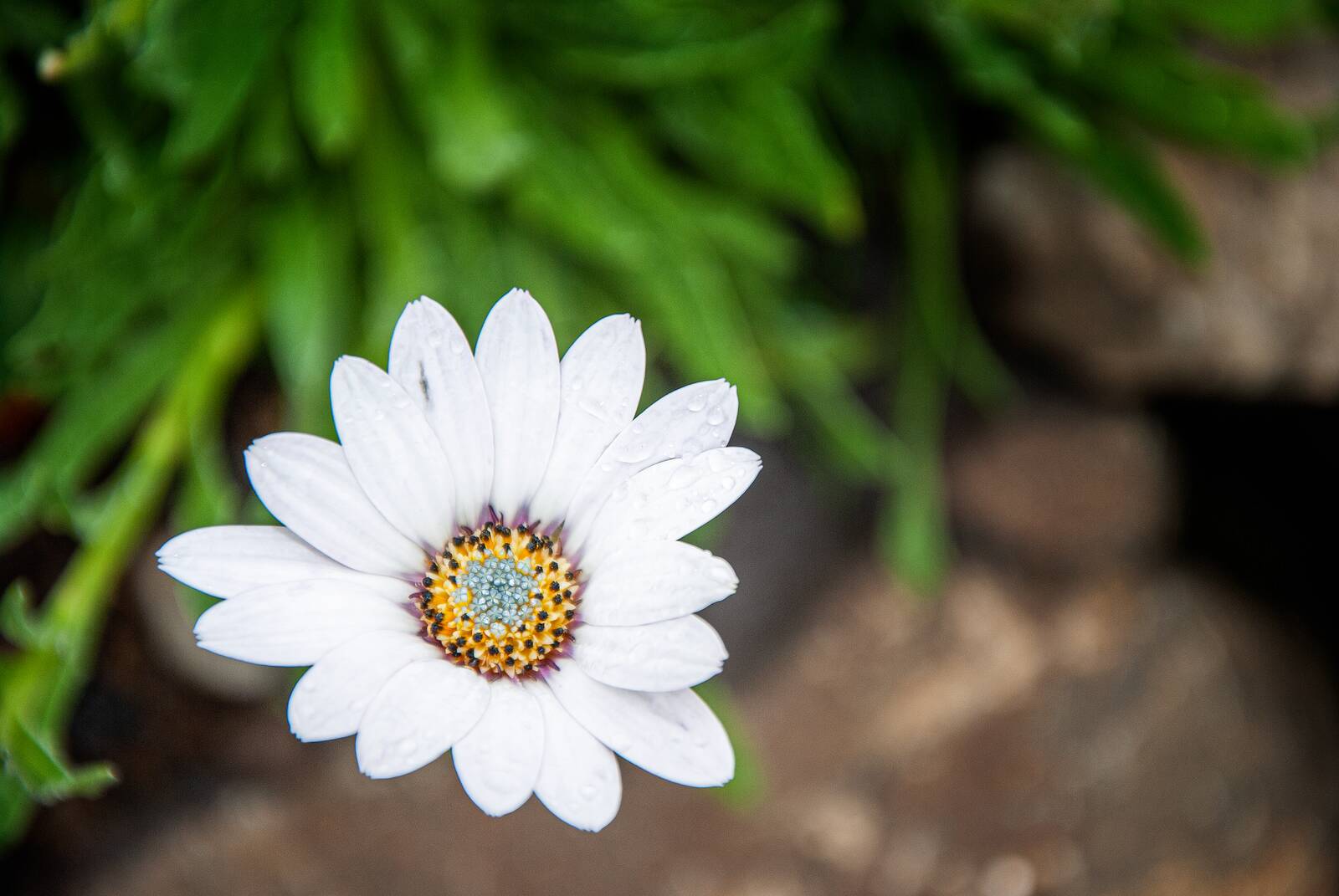 neòinean · daisy